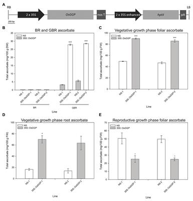Effect of Rice GDP-L-Galactose Phosphorylase Constitutive Overexpression on Ascorbate Concentration, Stress Tolerance, and Iron Bioavailability in Rice